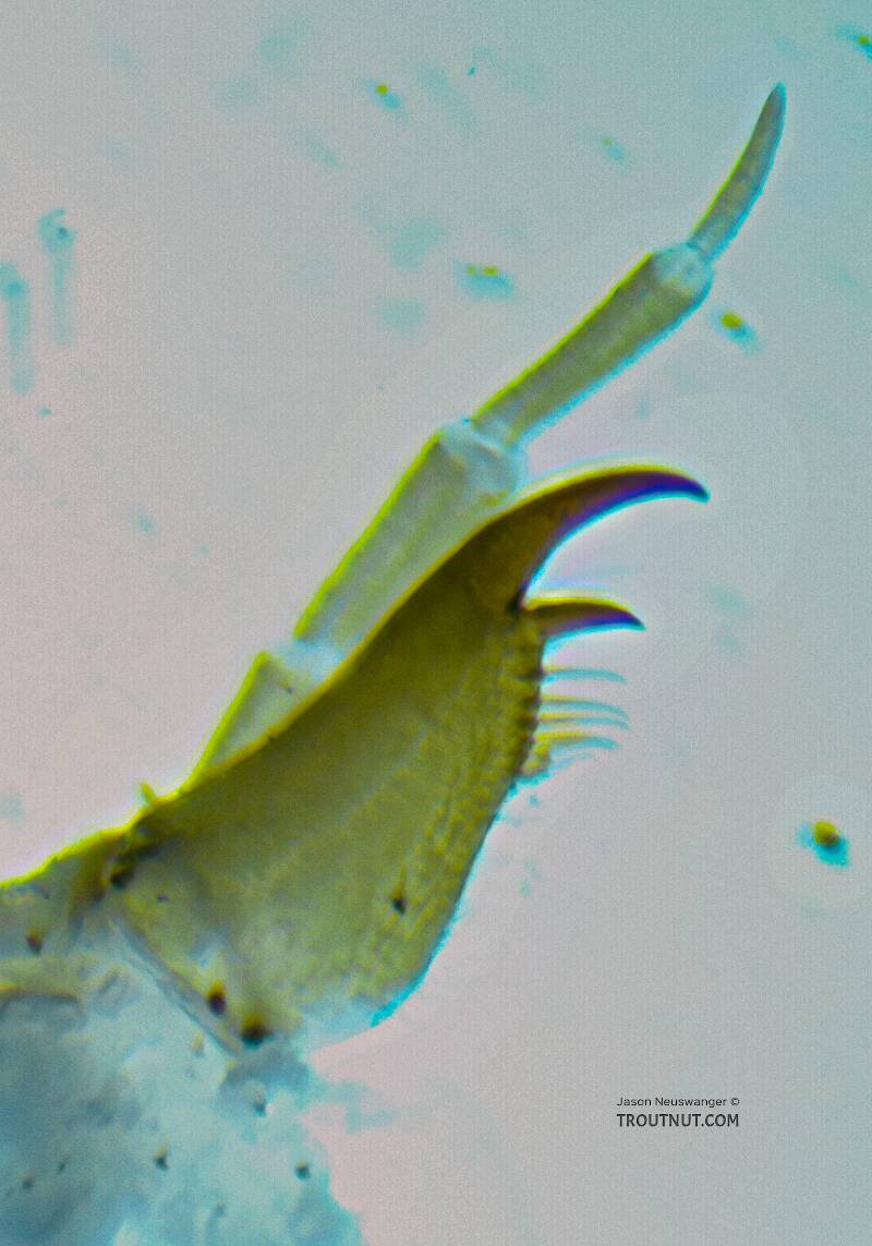Isoperla fusca (Perlodidae) (Yellow Sally) Stonefly Nymph from the Yakima River in Washington