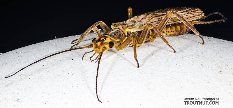 Artistic view of a Male Isoperla fulva (Perlodidae) (Yellow Sally) Stonefly Adult from Mystery Creek #295 in Washington