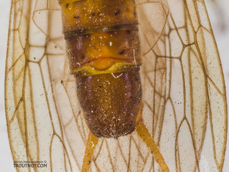Male Isoperla fulva (Perlodidae) (Yellow Sally) Stonefly Adult from Mystery Creek #295 in Washington