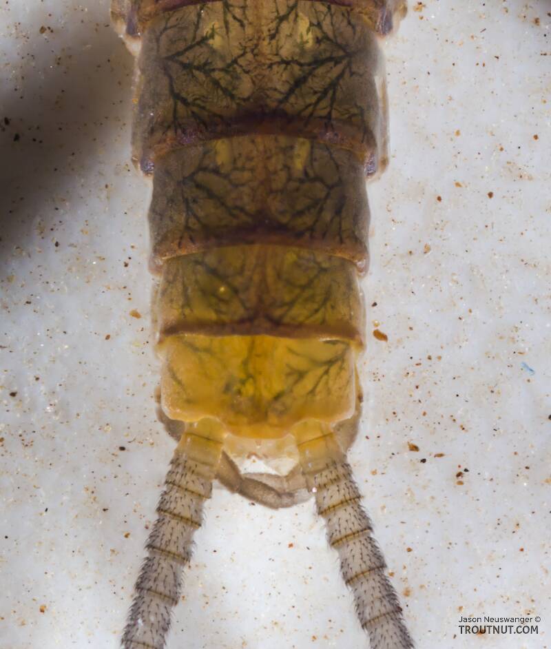 Male Epeorus longimanus (Heptageniidae) (Slate Brown Dun) Mayfly Dun from Mystery Creek #295 in Washington