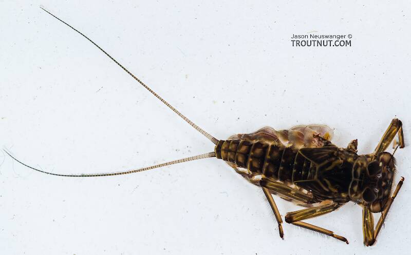 Dorsal view of a Epeorus grandis (Heptageniidae) Mayfly Nymph from Chatter Creek in Washington