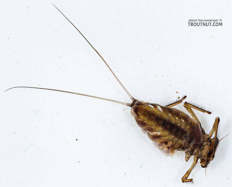Ventral view of a Epeorus grandis (Heptageniidae) Mayfly Nymph from Chatter Creek in Washington