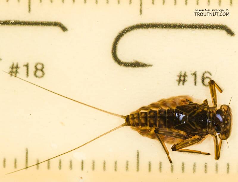 Ruler view of a Epeorus grandis (Heptageniidae) Mayfly Nymph from Chatter Creek in Washington The smallest ruler marks are 1 mm.