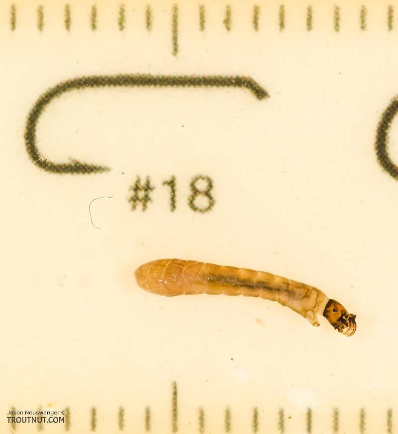 Ruler view of a Simuliidae (Black Fly) True Fly Larva from Chatter Creek in Washington The smallest ruler marks are 1 mm.