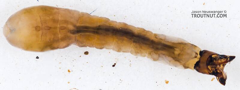 Dorsal view of a Simuliidae (Black Fly) True Fly Larva from Chatter Creek in Washington