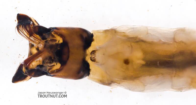 Simuliidae (Black Fly) True Fly Larva from Chatter Creek in Washington