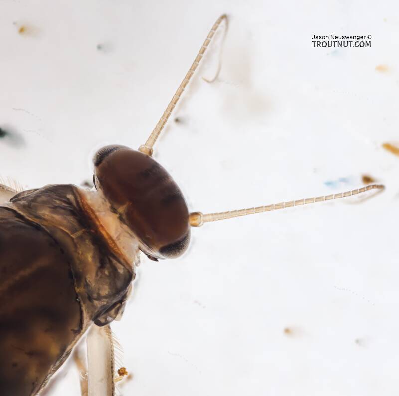 Male Baetis bicaudatus (Baetidae) (BWO) Mayfly Nymph from Chatter Creek in Washington
