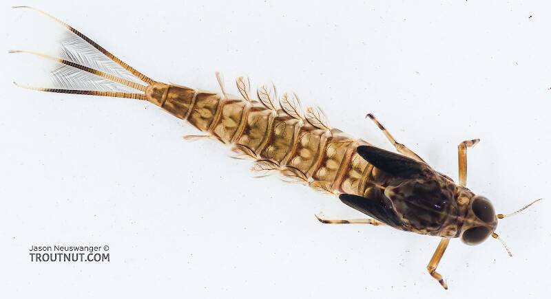 Dorsal view of a Male Ameletus vernalis (Ameletidae) (Brown Dun) Mayfly Nymph from the Icicle River in Washington