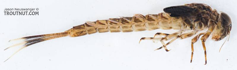 Lateral view of a Male Ameletus vernalis (Ameletidae) (Brown Dun) Mayfly Nymph from the Icicle River in Washington