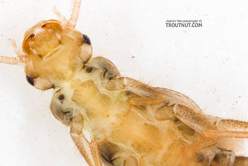 Sweltsa (Chloroperlidae) (Sallfly) Stonefly Nymph from the Icicle River in Washington