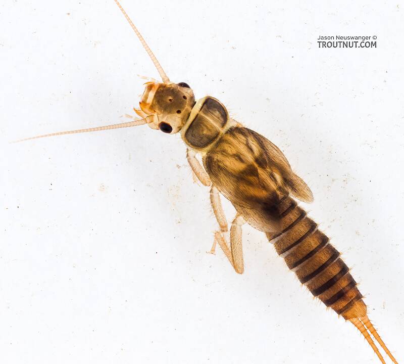 Sweltsa (Chloroperlidae) (Sallfly) Stonefly Nymph from the Icicle River in Washington