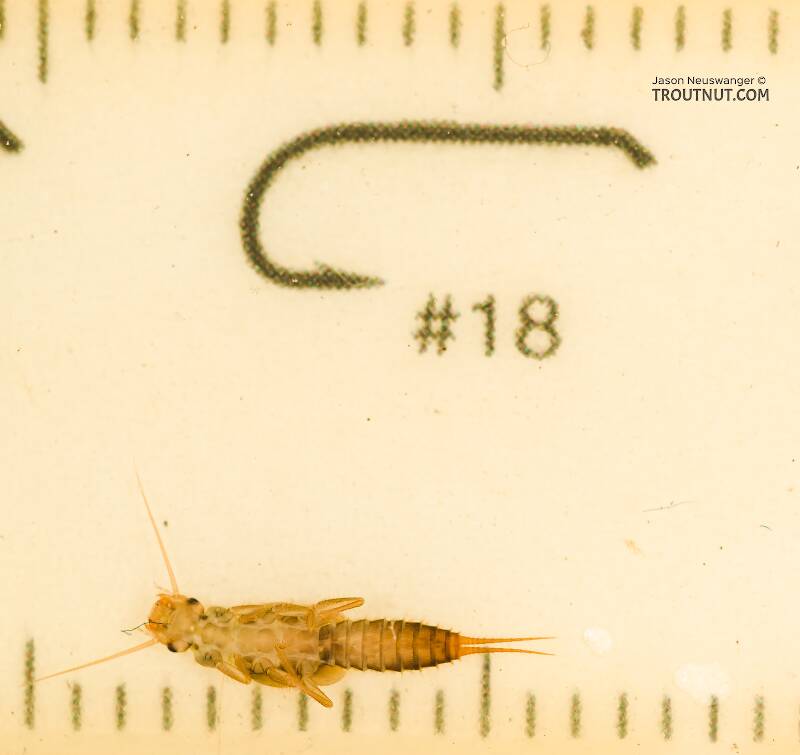 Ruler view of a Sweltsa (Chloroperlidae) (Sallfly) Stonefly Nymph from the Icicle River in Washington The smallest ruler marks are 1 mm.