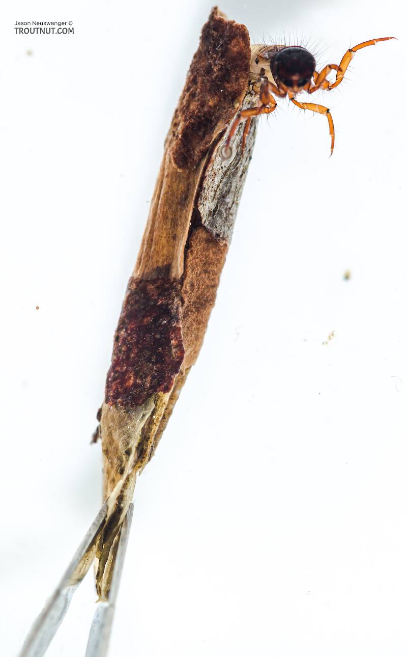 Chyranda (Limnephilidae) (Pale Western Stream Sedge) Caddisfly Larva from the Icicle River in Washington