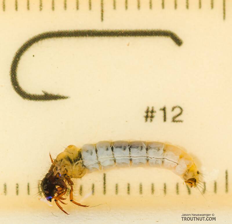 Ruler view of a Chyranda (Limnephilidae) (Pale Western Stream Sedge) Caddisfly Larva from the Icicle River in Washington The smallest ruler marks are 1 mm.