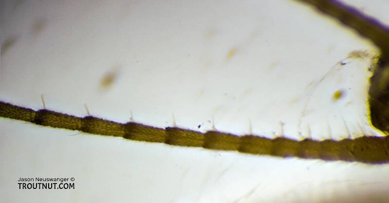 Dorsal view of one of the cerci, showing the single row of setae on the other side

Male Isoperla fulva (Perlodidae) (Yellow Sally) Stonefly Adult from Mystery Creek #295 in Washington