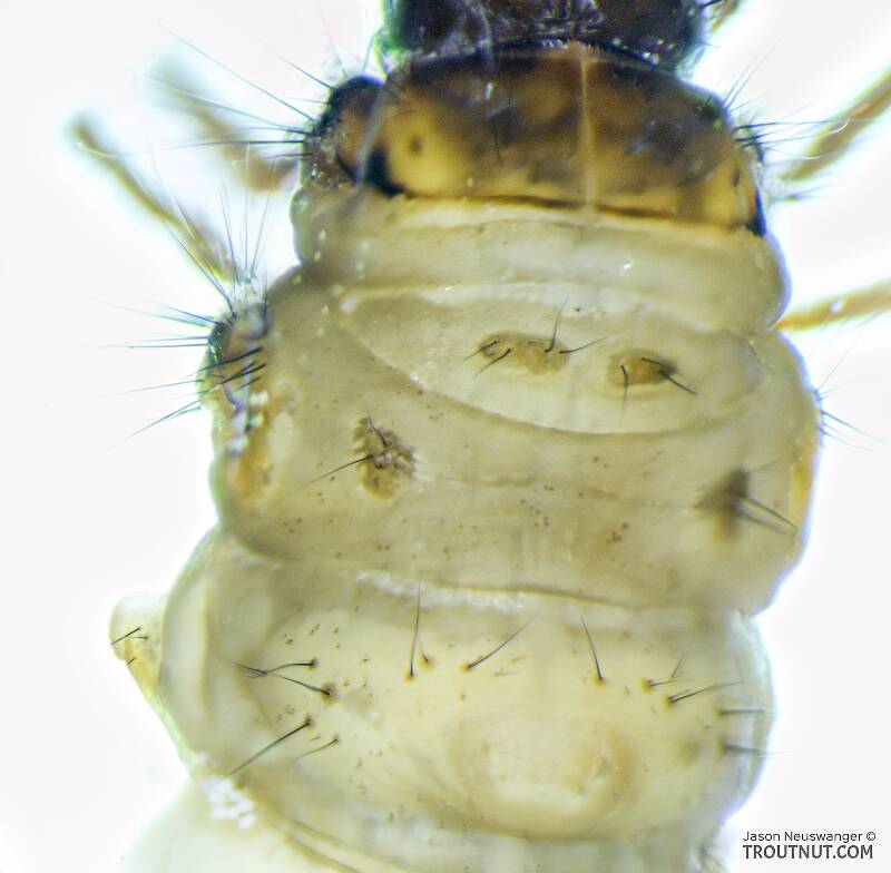 Chyranda (Limnephilidae) (Pale Western Stream Sedge) Caddisfly Larva from the Icicle River in Washington
