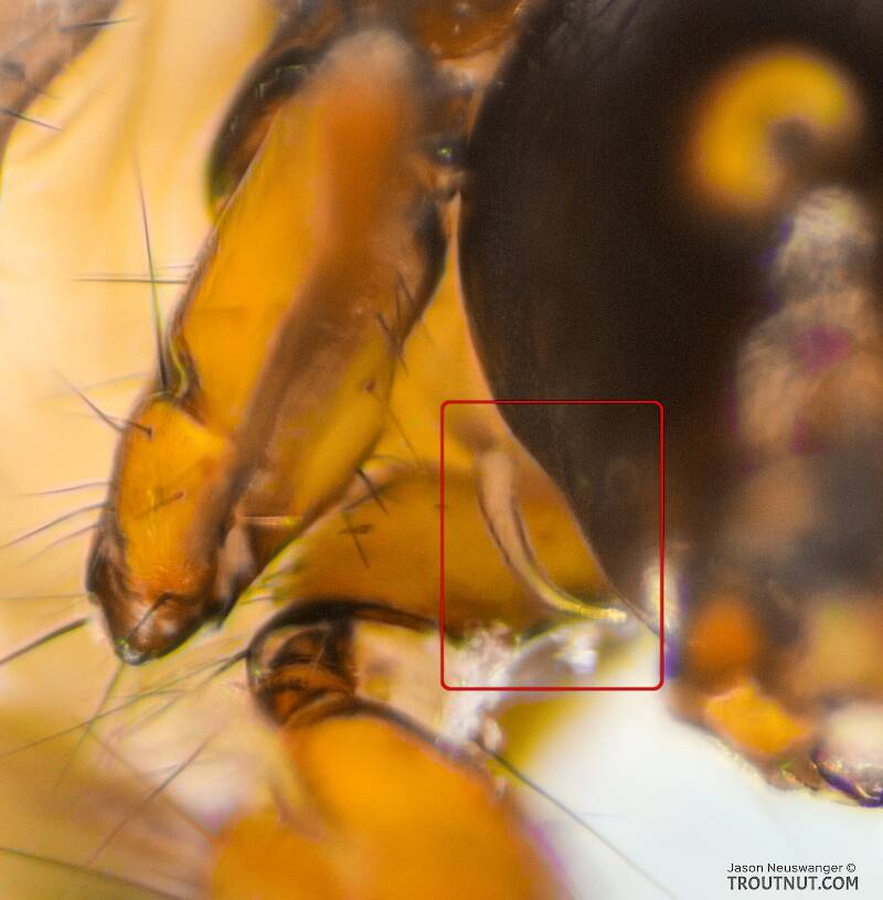 Ventral view of the head and forelegs with a closeup of the prosternal horn (red box)

Chyranda (Limnephilidae) (Pale Western Stream Sedge) Caddisfly Larva from the Icicle River in Washington
