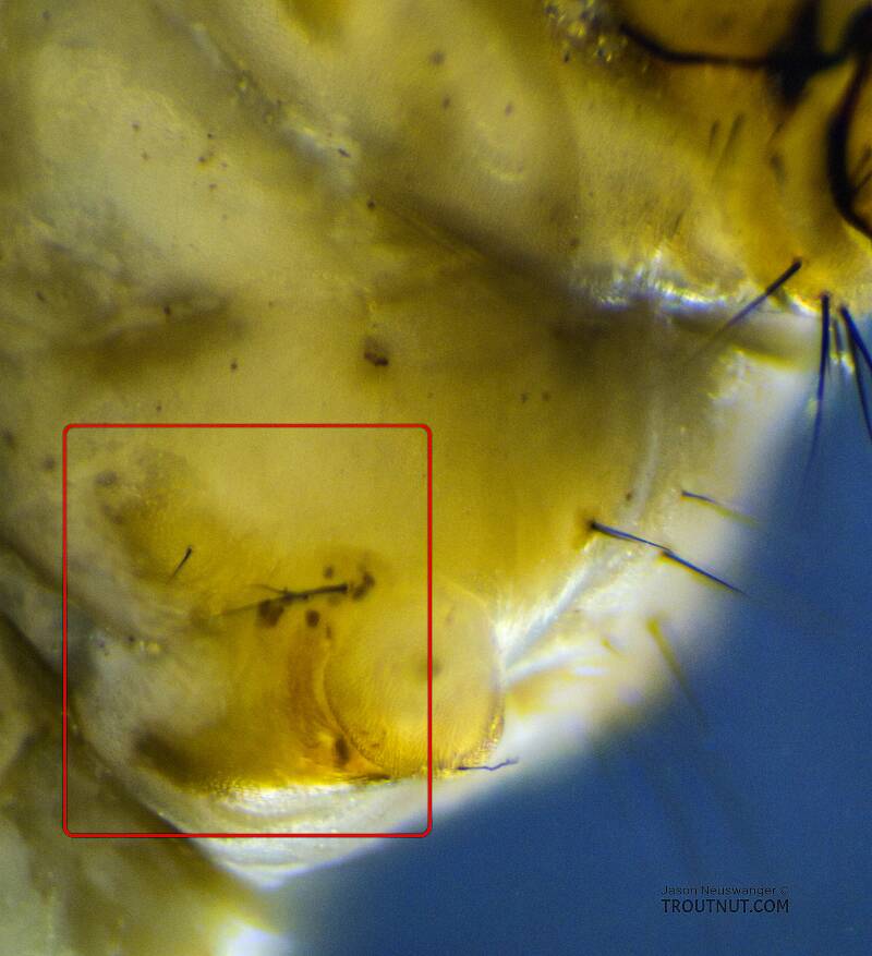 The faint but noticeable sclerite in the red boxed area in this ventral view of one of the lateral projections on the first abdominal segment was one of the keys to this species ID.

Chyranda (Limnephilidae) (Pale Western Stream Sedge) Caddisfly Larva from the Icicle River in Washington