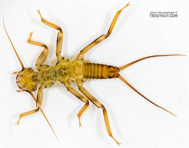 Ventral view of a Doroneuria baumanni (Perlidae) (Golden Stone) Stonefly Nymph from Swauk Creek in Washington