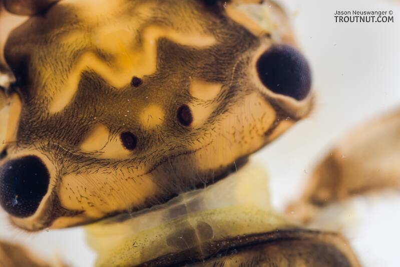 Doroneuria baumanni (Perlidae) (Golden Stone) Stonefly Nymph from Swauk Creek in Washington