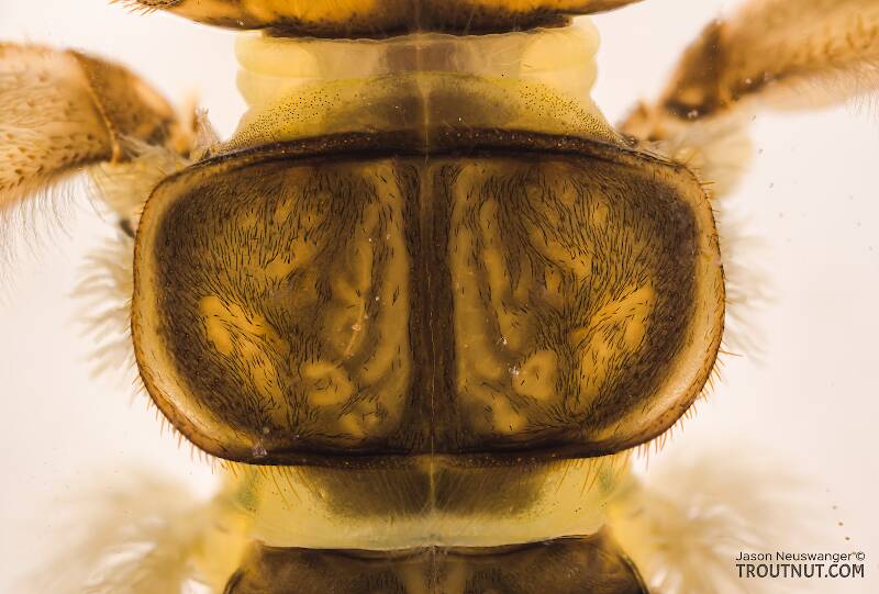 Doroneuria baumanni (Perlidae) (Golden Stone) Stonefly Nymph from Swauk Creek in Washington