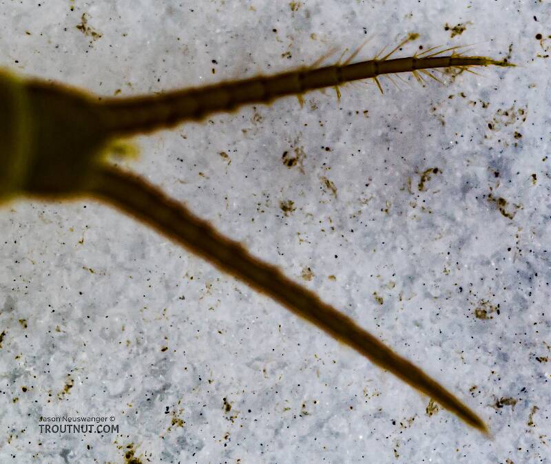 Alloperla (Chloroperlidae) (Sallfly) Stonefly Nymph from Swauk Creek in Washington
