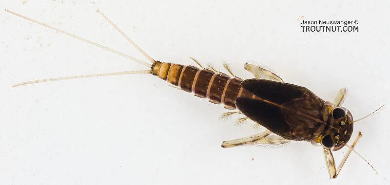 Dorsal view of a Cinygmula (Heptageniidae) (Dark Red Quill) Mayfly Nymph from Swauk Creek in Washington