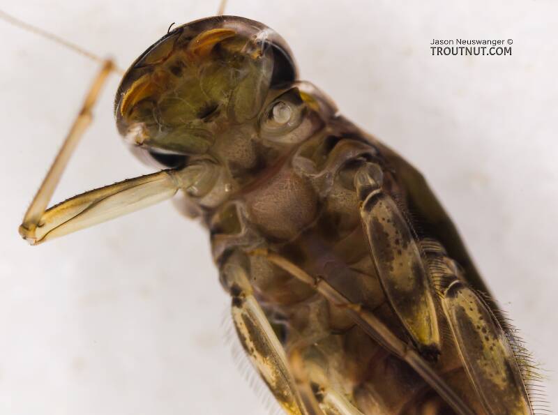 Cinygmula (Heptageniidae) (Dark Red Quill) Mayfly Nymph from Swauk Creek in Washington