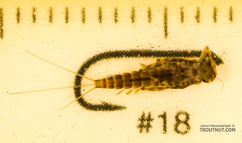 Ruler view of a Cinygmula (Heptageniidae) (Dark Red Quill) Mayfly Nymph from Swauk Creek in Washington The smallest ruler marks are 1 mm.