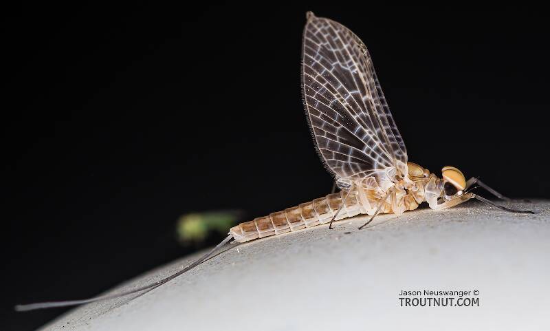 Lateral view of a Male Callibaetis ferrugineus (Baetidae) (Speckled Dun) Mayfly Dun from Mystery Creek #304 in Idaho