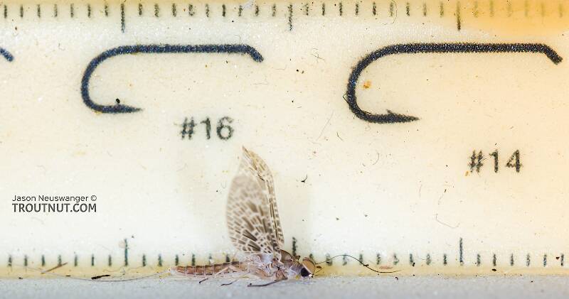 Ruler view of a Male Callibaetis ferrugineus (Baetidae) (Speckled Dun) Mayfly Dun from Mystery Creek #304 in Idaho The smallest ruler marks are 1 mm.