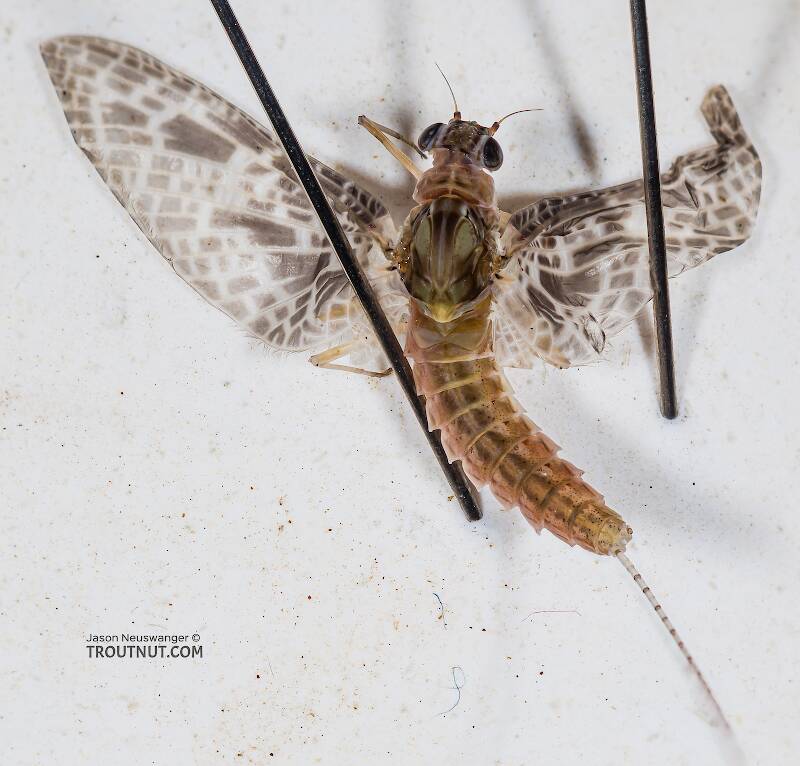 Female Callibaetis ferrugineus (Speckled Dun) Mayfly Dun