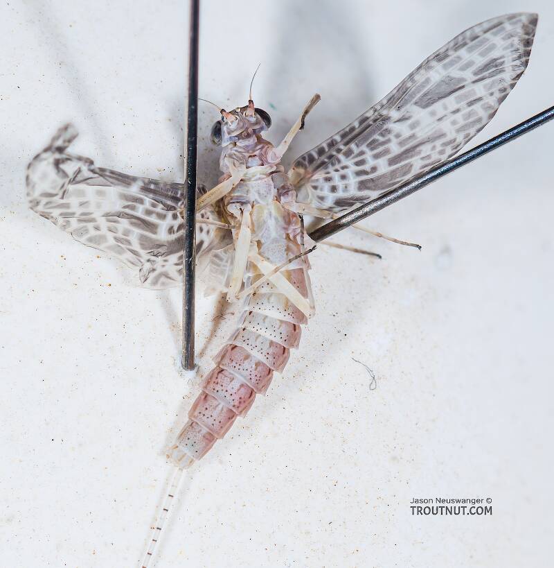 Ventral view of a Female Callibaetis ferrugineus (Baetidae) (Speckled Dun) Mayfly Dun from Mystery Creek #304 in Idaho