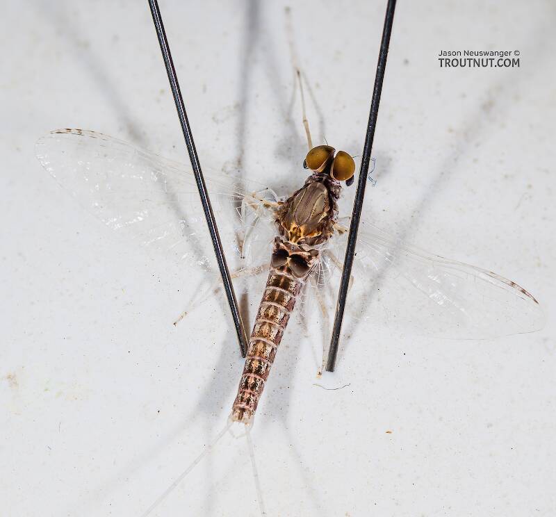 Dorsal view of a Male Callibaetis ferrugineus (Baetidae) (Speckled Dun) Mayfly Spinner from Mystery Creek #304 in Idaho