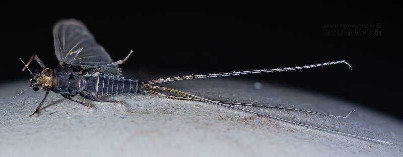 Ventral view of a Male Tricorythodes (Leptohyphidae) (Trico) Mayfly Dun from Mystery Creek #304 in Idaho