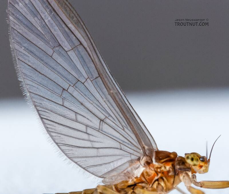Female Baetidae (Blue-Winged Olive) Mayfly Dun from the Namekagon River in Wisconsin