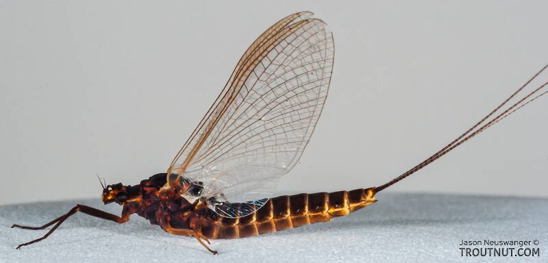 Female Leptophlebia cupida (Leptophlebiidae) (Black Quill) Mayfly Spinner from the Namekagon River in Wisconsin