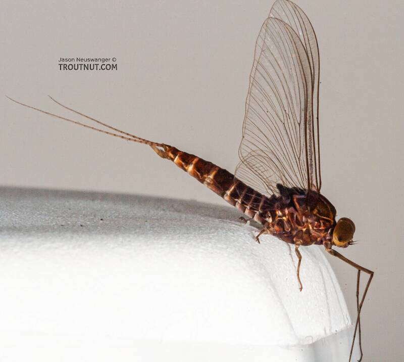 Male Baetisca laurentina (Baetiscidae) (Armored Mayfly) Mayfly Spinner from the Bois Brule River in Wisconsin