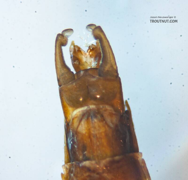 Male Ephemerella invaria (Ephemerellidae) (Sulphur) Mayfly Spinner from the Teal River in Wisconsin