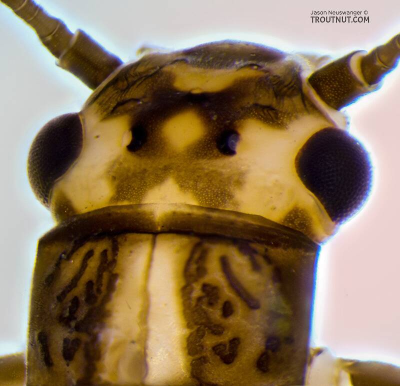Female Clioperla clio (Perlodidae) (Clio Stripetail) Stonefly Adult from Devil's Creek in Wisconsin