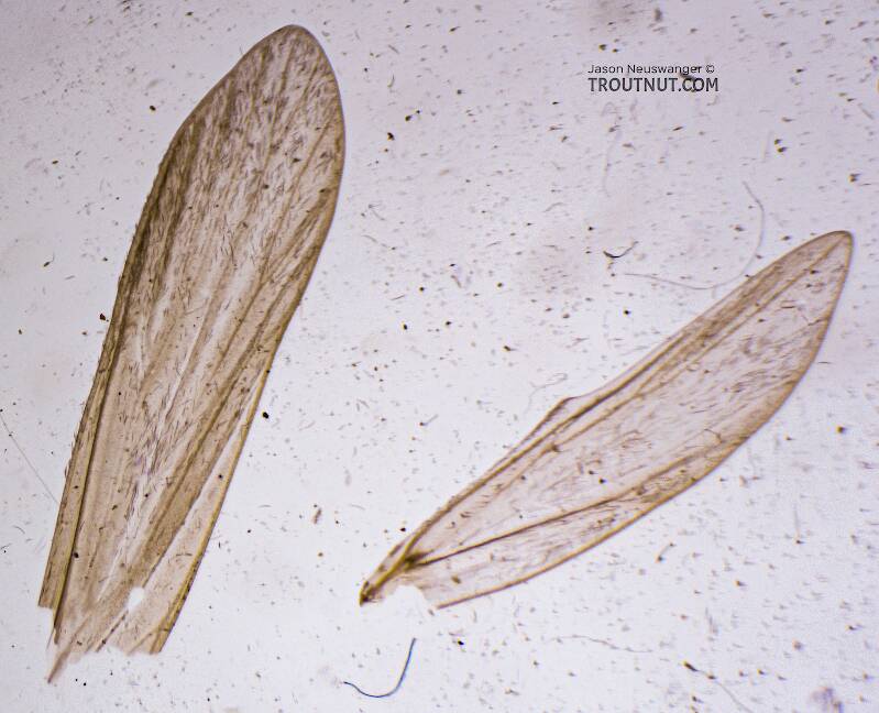 Fore wing (left) and hind wing (right)

Male Dibusa angata (Hydroptilidae) (Microcaddis) Caddisfly Adult from the Namekagon River in Wisconsin