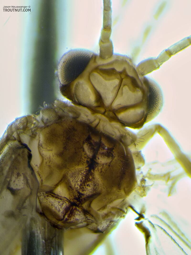 Male Dibusa angata (Hydroptilidae) (Microcaddis) Caddisfly Adult from the Namekagon River in Wisconsin