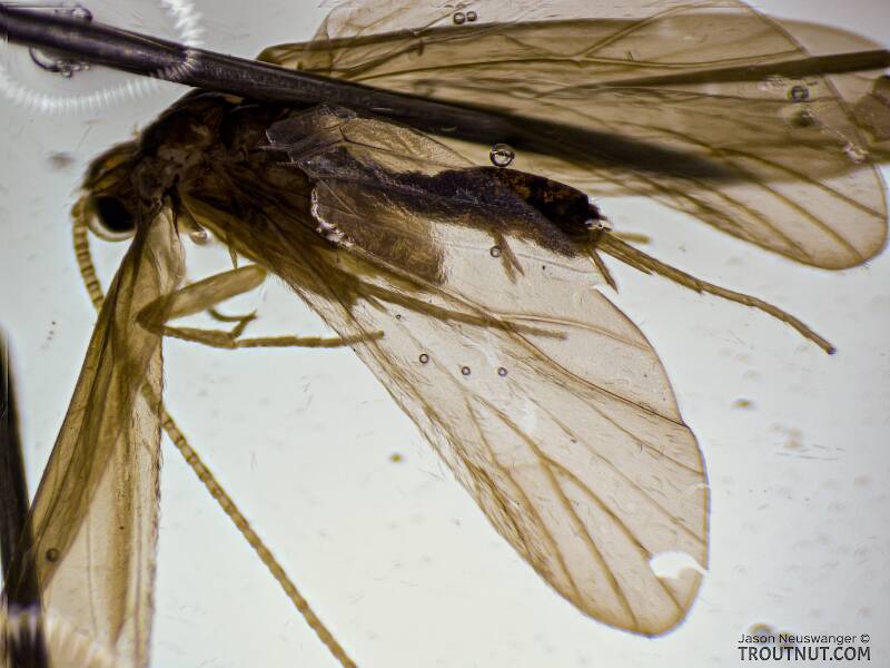 Nyctiophylax affinis (Polycentropodidae) (Dinky Light Summer Sedge) Caddisfly Adult from the Teal River in Wisconsin