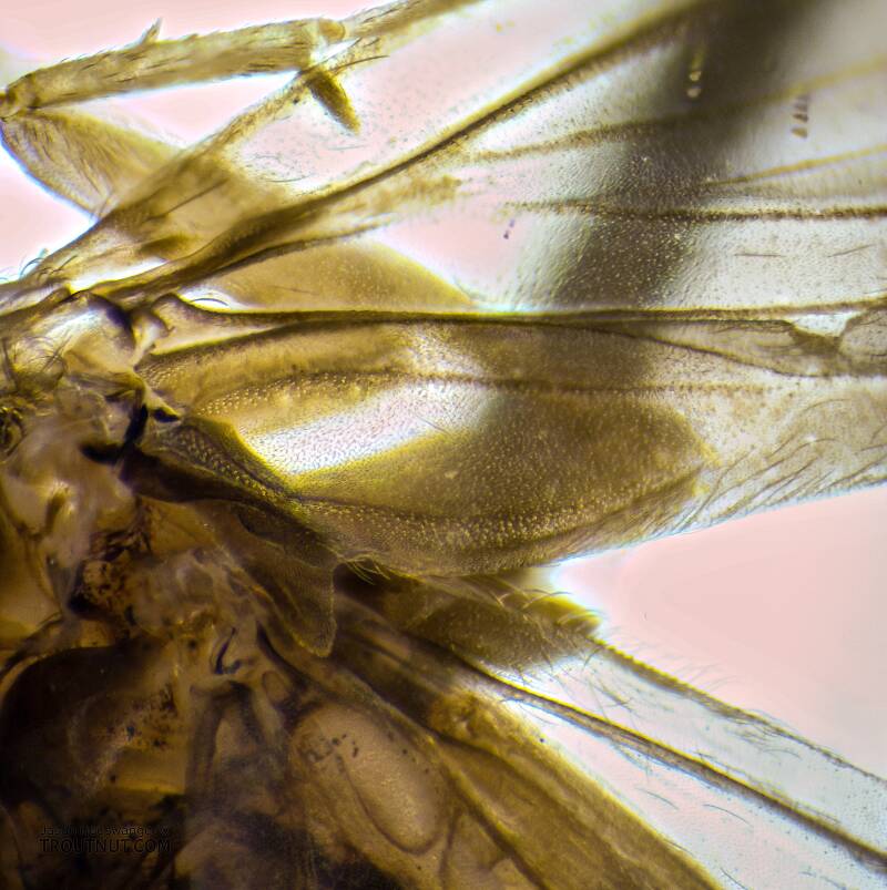 This image shows the three anal veins coming together in about the same spot (near the center left of the image), an identifying characteristic of the genus.

Nyctiophylax affinis (Polycentropodidae) (Dinky Light Summer Sedge) Caddisfly Adult from the Teal River in Wisconsin