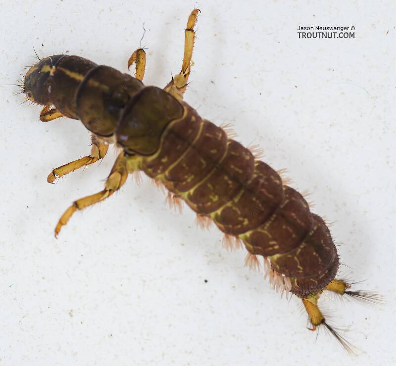 Dorsal view of a Arctopsyche grandis (Hydropsychidae) (Great Gray Spotted Sedge) Caddisfly Larva from the Yakima River in Washington