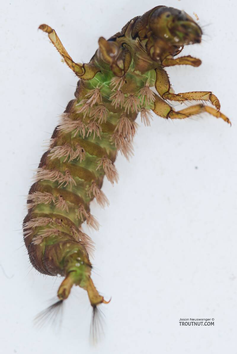 Ventral view of a Arctopsyche grandis (Hydropsychidae) (Great Gray Spotted Sedge) Caddisfly Larva from the Yakima River in Washington
