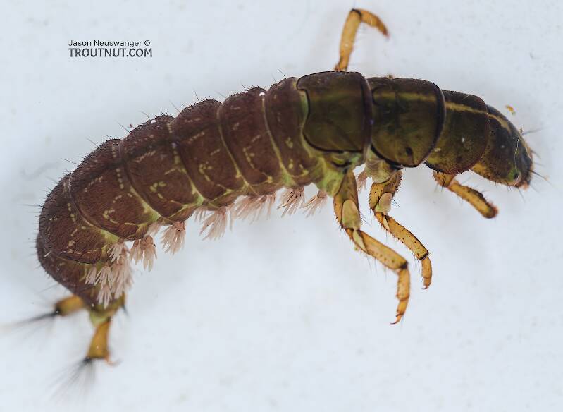 Arctopsyche grandis (Hydropsychidae) (Great Gray Spotted Sedge) Caddisfly Larva from the Yakima River in Washington