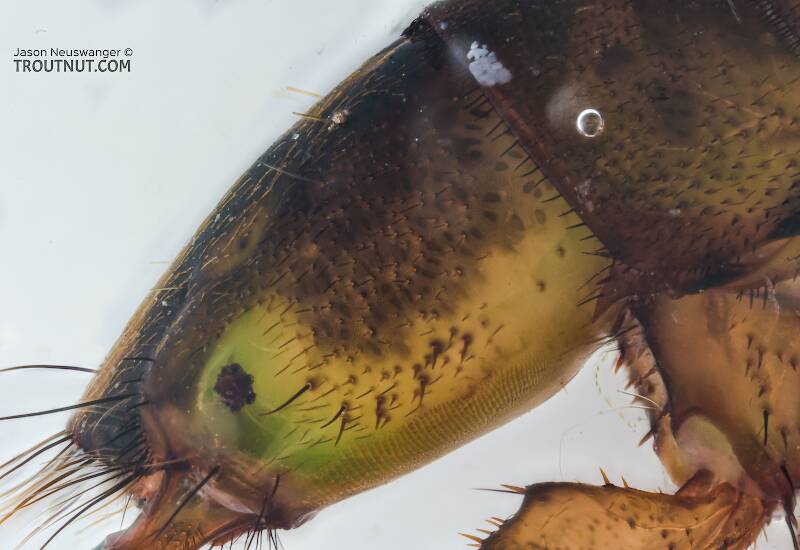 Arctopsyche grandis (Hydropsychidae) (Great Gray Spotted Sedge) Caddisfly Larva from the Yakima River in Washington