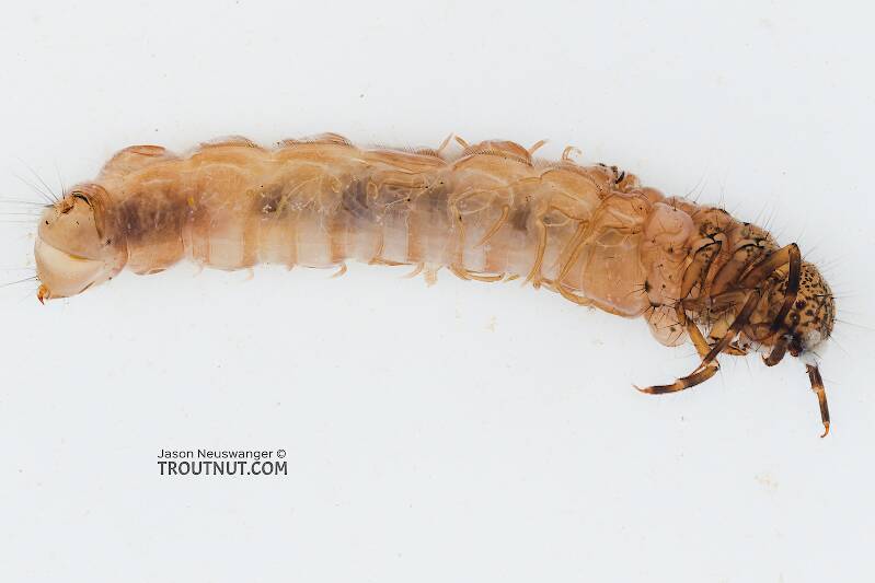 Ventral view of a Pycnopsyche guttifera (Limnephilidae) (Great Autumn Brown Sedge) Caddisfly Larva from the Yakima River in Washington