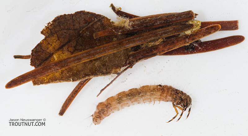 Case view of a Pycnopsyche guttifera (Limnephilidae) (Great Autumn Brown Sedge) Caddisfly Larva from the Yakima River in Washington